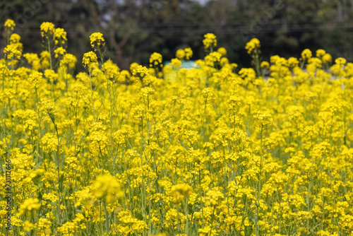 Yellow mustard field background. Beautiful village field view in Bangladesh. 