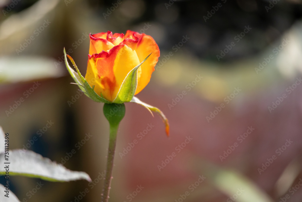 Beautiful yellow and orange rose buds in the nature garden. Beautiful yellow and orange rose buds in the nature garden.