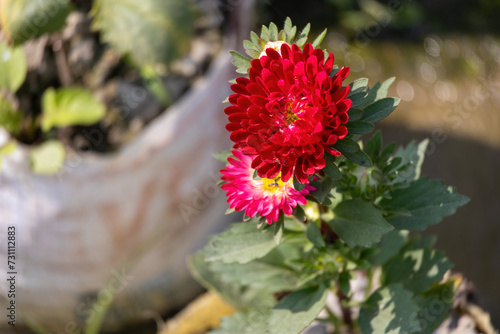 Beautiful Chrysanthemum flowers blooming in the garden. Red flowers wallpaper. Flower of red Chrysanthemum. Floral natural background. photo