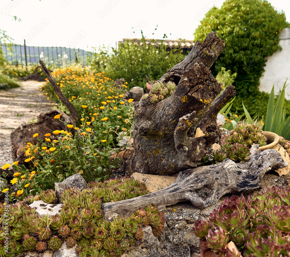 Trunk with lichens. Marigolds (Calendula officinalis), lilies (Iris) and immortelles (Sempervivum) in the patio of a town house. Detail plan in stone planter with antique ornament. Trunk with lichens. Marigolds (Calendula officinalis), lilies (Iris) and immortelles (Sempervivum) in the patio of a town house. Detail plan in stone planter with antique ornament.