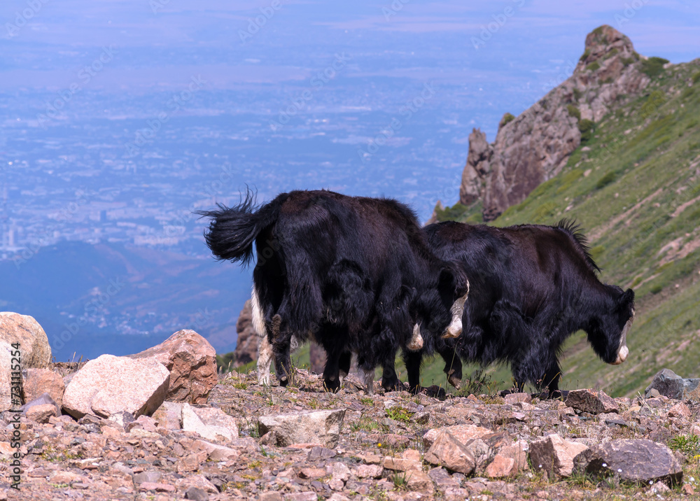 black yaks in the mountains against the background of the city below black yaks in the mountains against the background of the city below