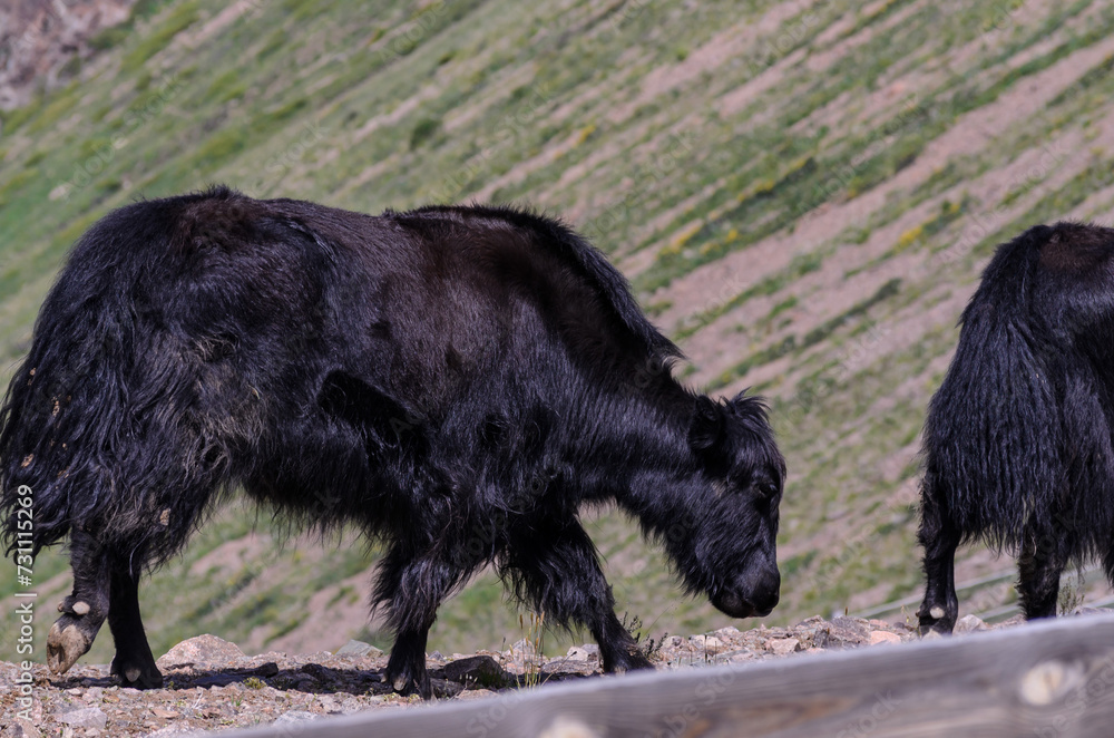 a black yak on the background of a green mountainside a black yak on the background of a green mountainside