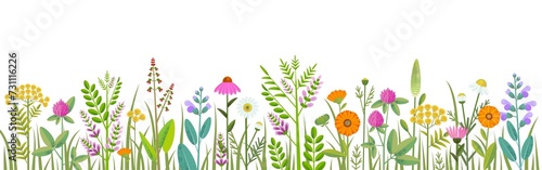 Horizontal banner or floral background decorated with gorgeous colorful blooming medicinal flowers and grass border
