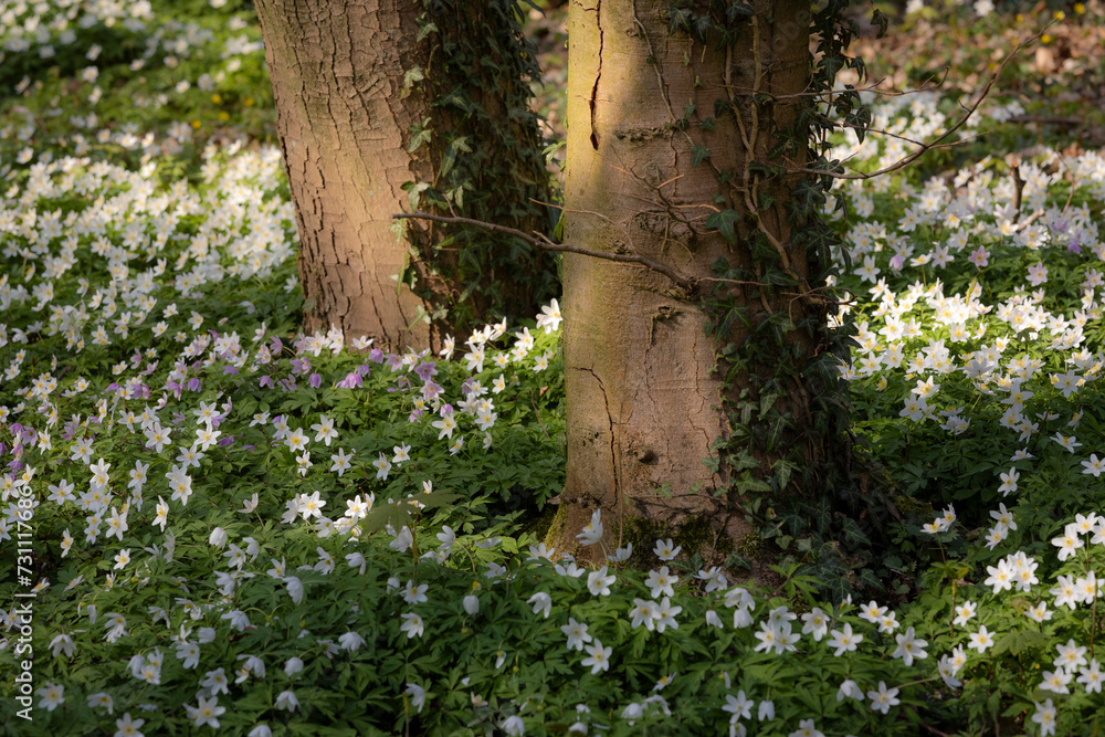 Blühende Buschwindröschen im Wald von Schloss Raesfeld im Landschaftpark-Hohe-Mark im Frühling Blühende Buschwindröschen im Wald von Schloss Raesfeld im Landschaftpark-Hohe-Mark im Frühling