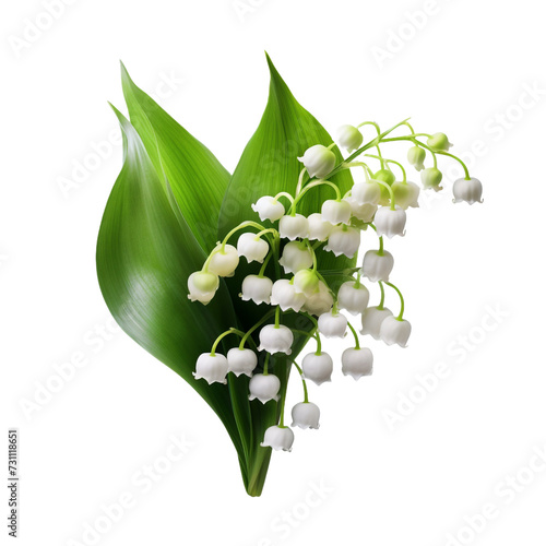 Lilies of the valley blooms flower isolated on transparent background