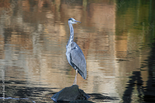 Heron against colorful water background