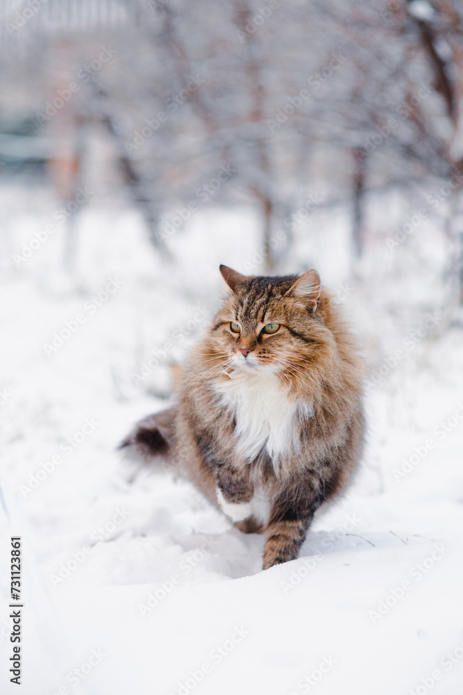cute fluffy Siberian cat walking outdoors in winter rural yard, pet standing in snow with raised up paw to save heat, animal instinctive wisdom cute fluffy Siberian cat walking outdoors in winter rural yard, pet standing in snow with raised up paw to save heat, animal instinctive wisdom