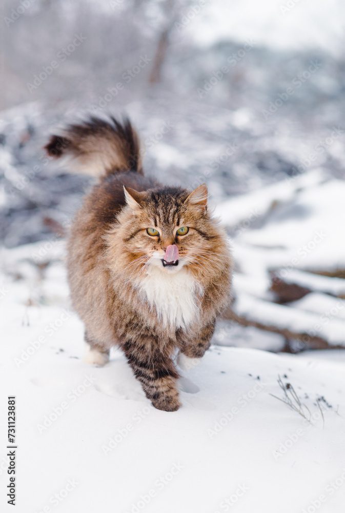 cute fluffy Siberian cat walking outdoors in winter rural yard, pet standing in snow with raised up paw to save heat, animal instinctive wisdom cute fluffy Siberian cat walking outdoors in winter rural yard, pet standing in snow with raised up paw to save heat, animal instinctive wisdom