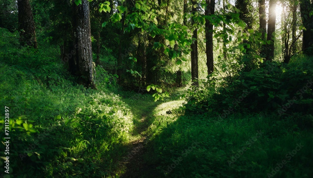 Fresh green forest in summer day