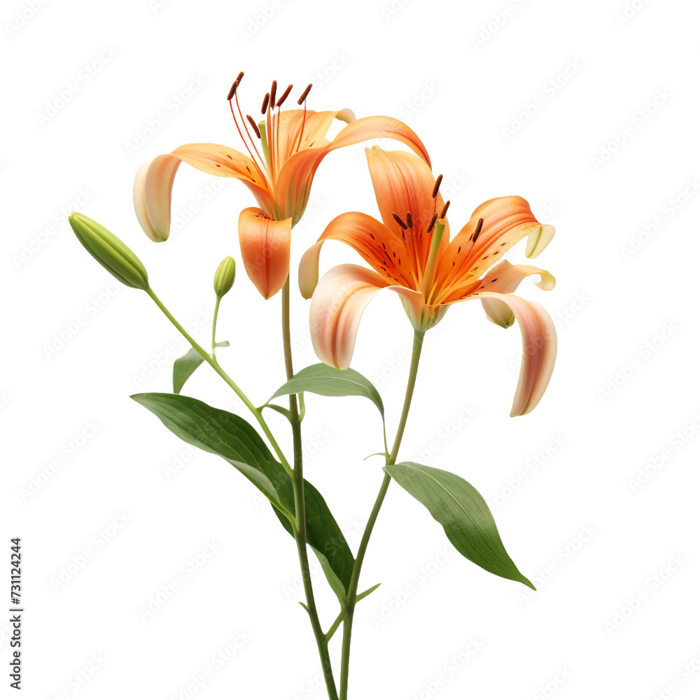 Lilium flower isolated on transparent background