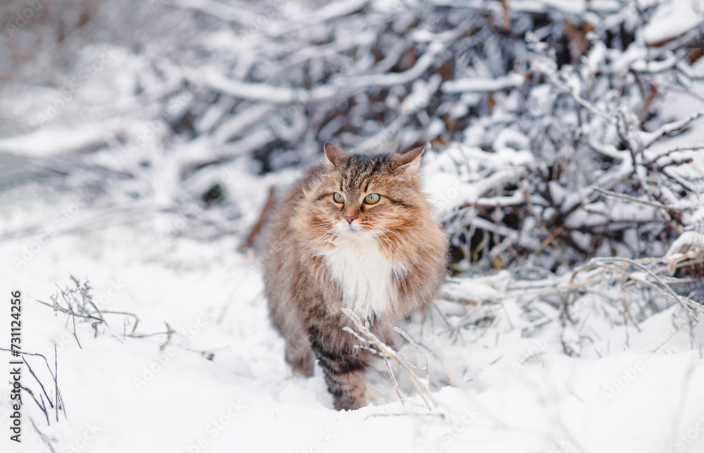beautiful fluffy Siberian cat sitting in winter garden, pet in rural yard on background of white snow and branches beautiful fluffy Siberian cat sitting in winter garden, pet in rural yard on background of white snow and branches