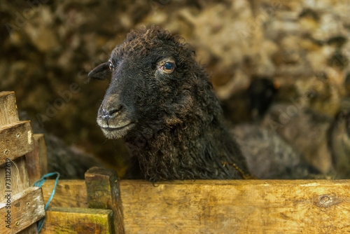 czarna owca w oborze © Kamil_k2p