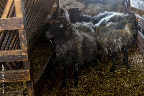 czarne owce z starej zaniedbanej oborze © Kamil_k2p