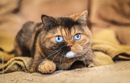 Edel und imposant Britisch Kurzhaar Katze und Kitten © Wabi-Sabi Fotografie