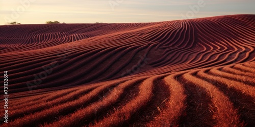 burgundy wavy lines field landscape