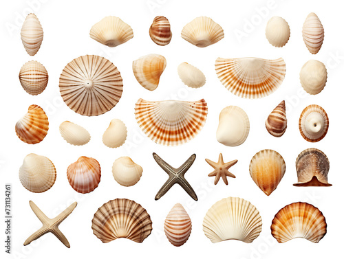 Set of seashells on transparent background PNG