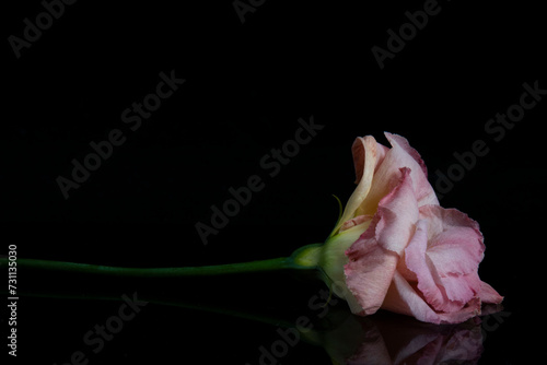 pink flower on black