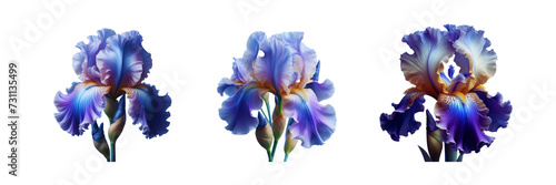 Collection Set of beautiful RIS Flower, isolated over on transparent white background