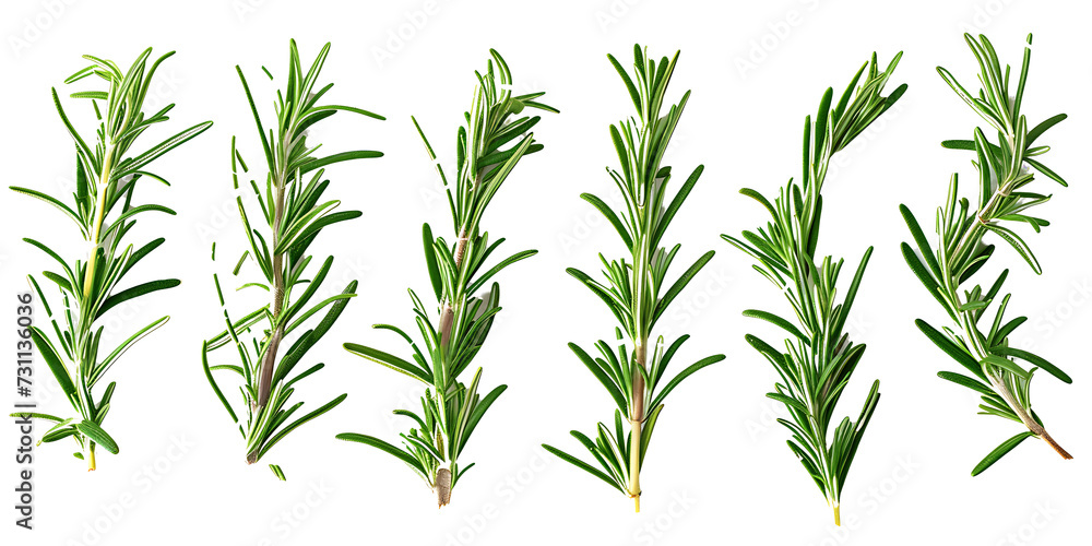 Set of fresh rosemary on transparent background PNG