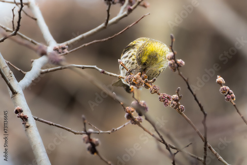 Eurasian Siskin perched on a tree branch in the morning light