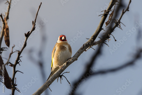 European Goldfinch perched on a tree branch in the morning light