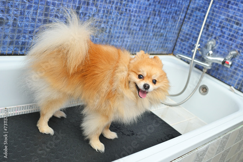 Pomeranian dog is waiting for a swim in a specialized dog care salon.Grooming