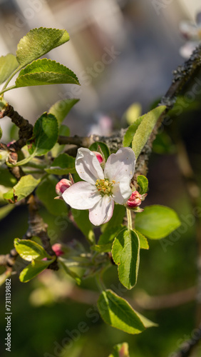Apple tree flowers, beautiful blooming garden in spring