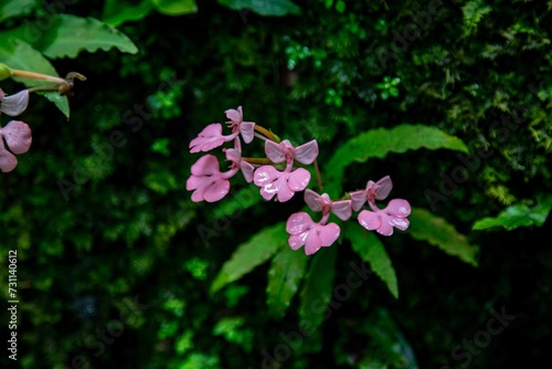 A vibrant display of pink and purple flowers blooming in a garden and wild forest, showcasing the beauty of nature in spring and summer with close-up views of petals, leaves, and colorful blossoms