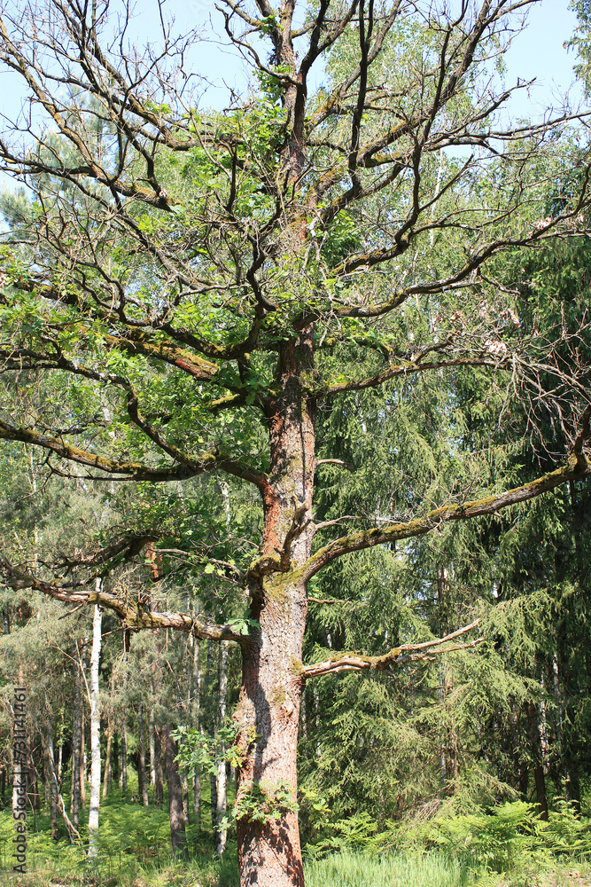 Fototapeta premium Oak Tree in a German Forest 