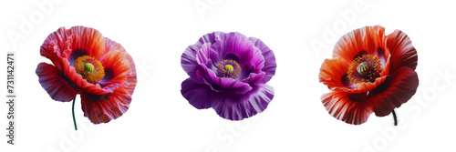 Collection Set of beautiful  Poppy Flower, isolated over on transparent white background