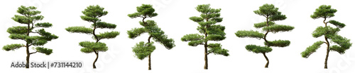 Set of Podocarpus macrophyllus tree or Fern pine with isolated on transparent background. PNG file  3D rendering illustration  Clip art and cut out