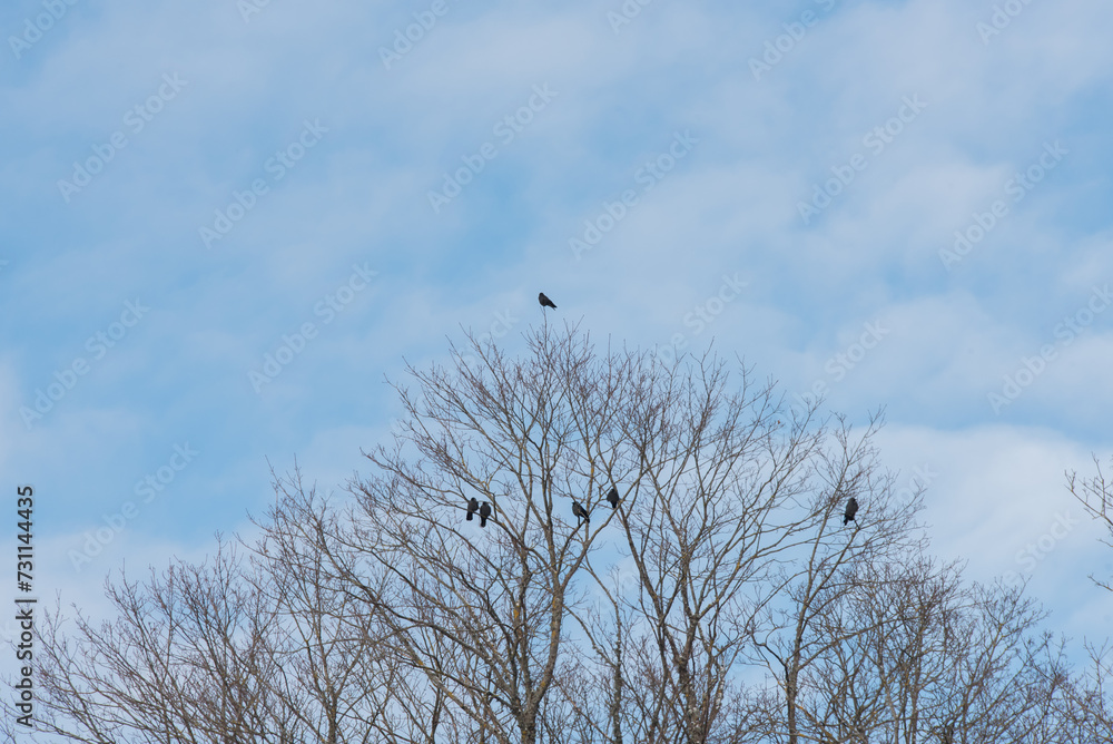 .blue sky and white clouds tree branches where black crows are sitting above .blue sky and white clouds tree branches where black crows are sitting above