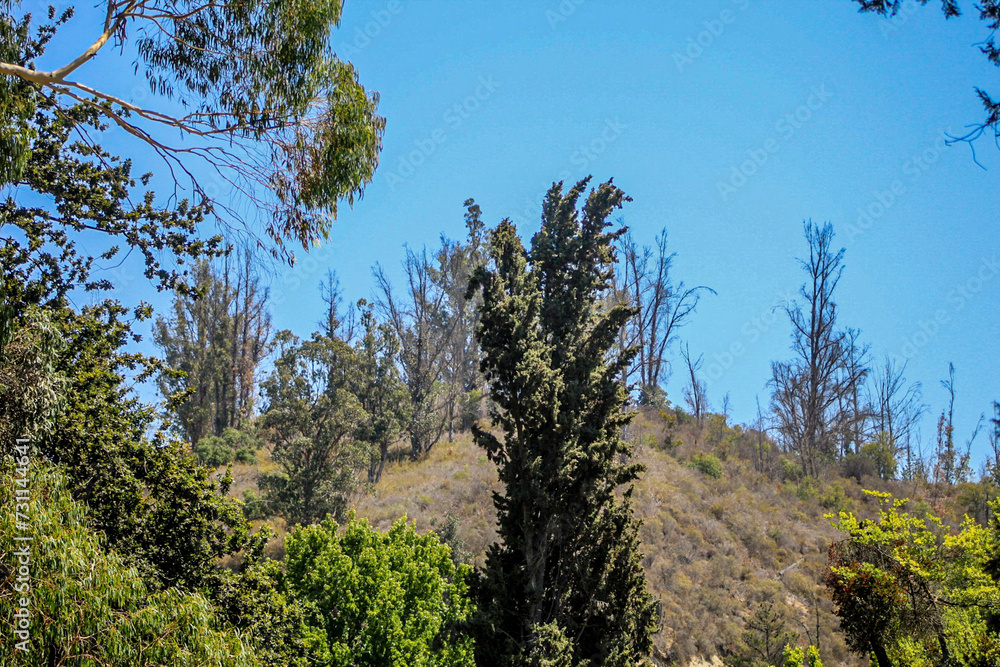 Obraz premium vegetación