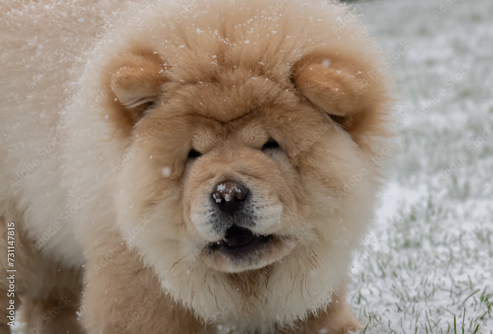 Cream Chow Puppy Cream Chow Puppy