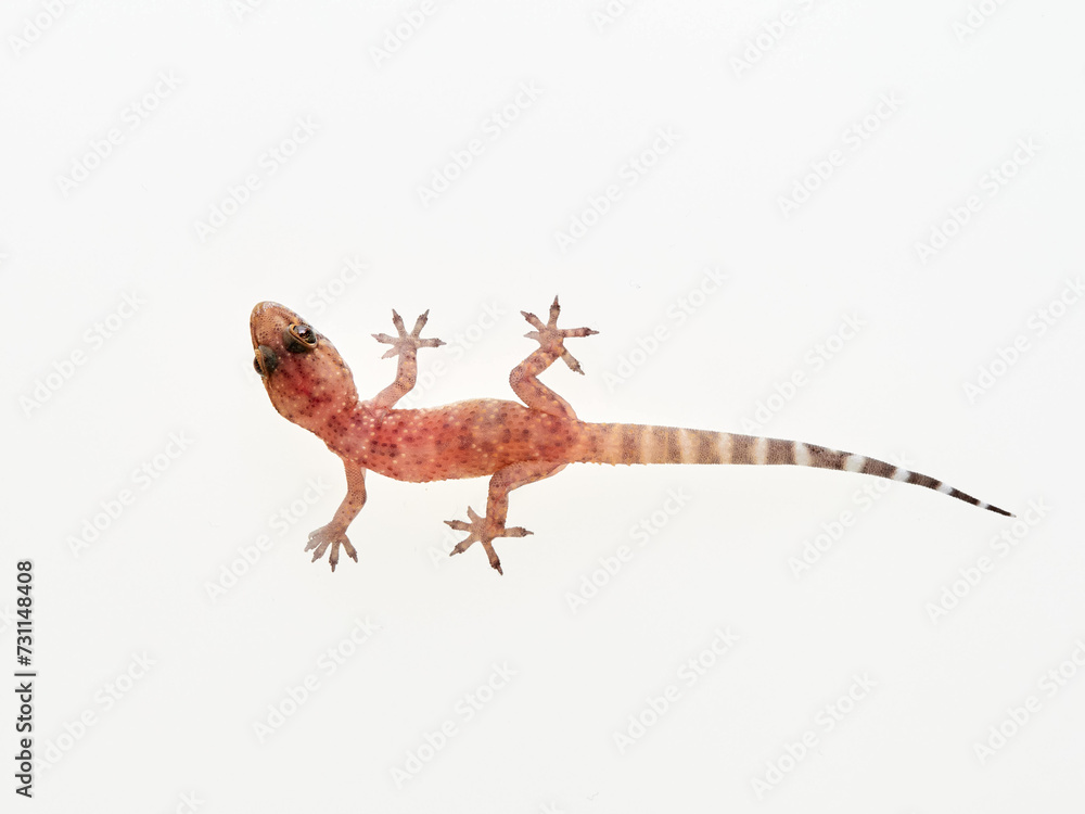 Naklejka premium Mediterranean House Gecko on a white background. Hemidactylus turcicus