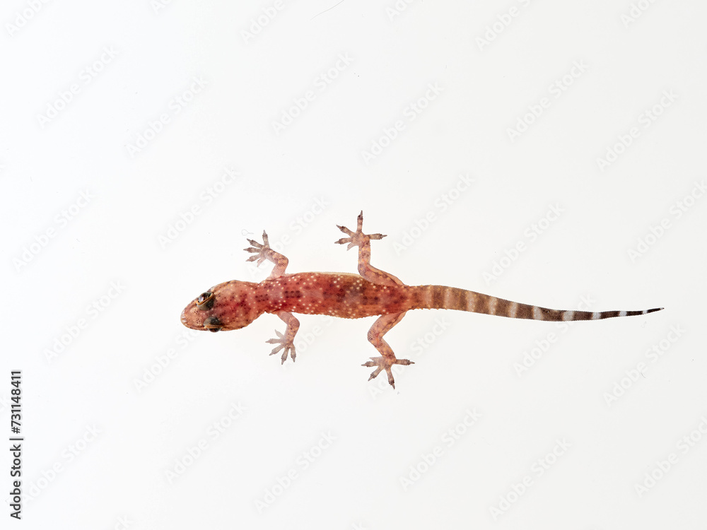 Naklejka premium Mediterranean House Gecko on a white background. Hemidactylus turcicus