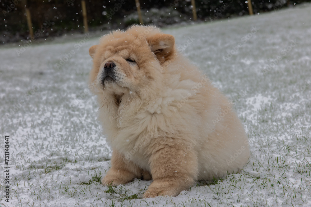 Cream Chow Puppy Cream Chow Puppy