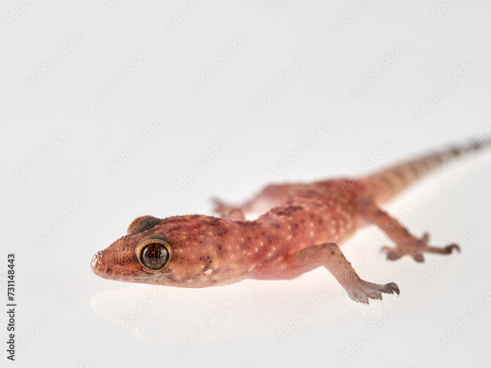 Naklejka premium Mediterranean House Gecko on a white background. Hemidactylus turcicus