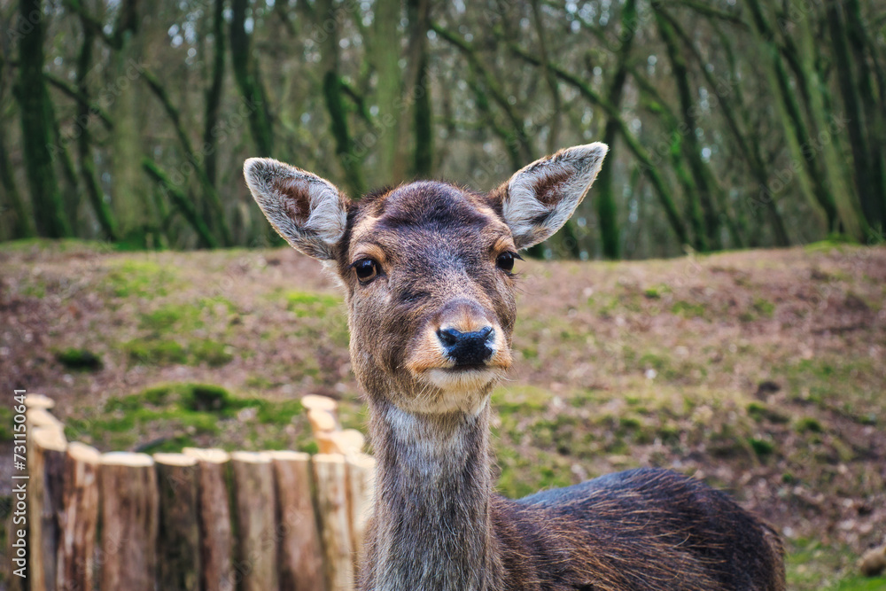 Fototapeta premium deer in the woods