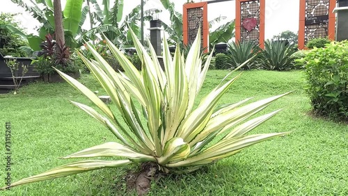 Agave americana Mediopicta (also called Agave americana, century plant, maguey, American aloe). This plant is known to be able to cause severe allergic dermatitis photo