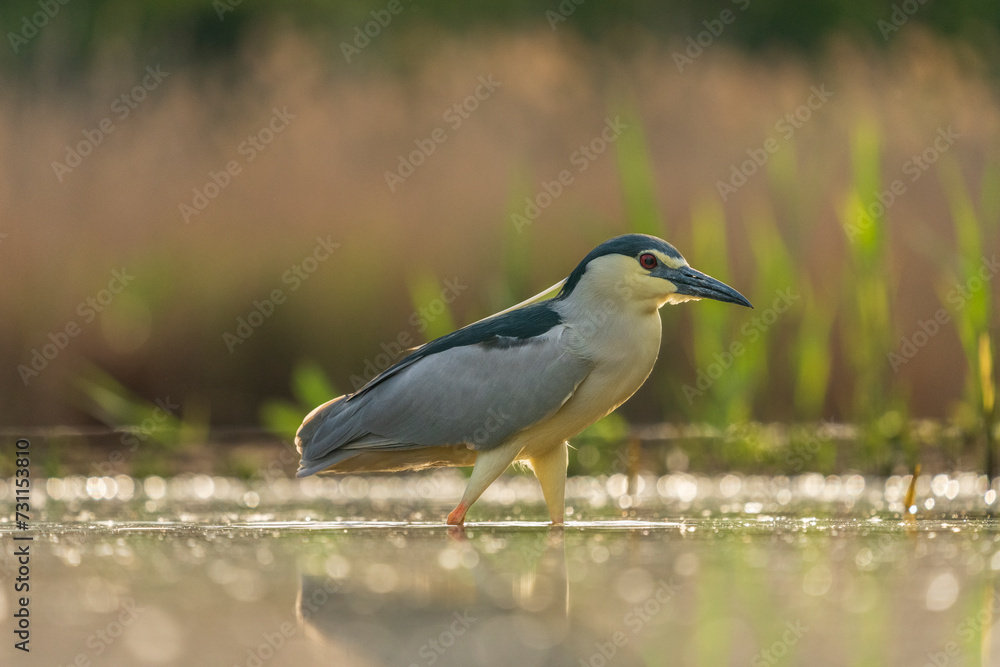 Black crowned night heron (Nycticorax nycticorax) Black crowned night heron (Nycticorax nycticorax)