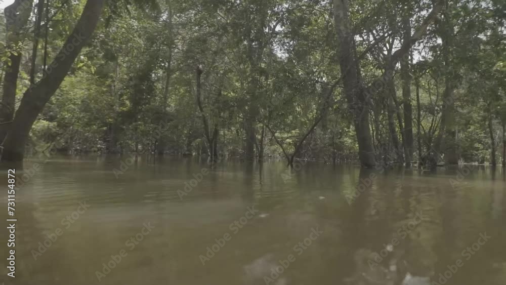 Navigating a boat in a flooded area on the Solimões River, near the town of Careiro da Varzea in the Brazilian Amazon. Surrounded by beautiful trees and vegetation, the boat trip is a tourist attracti Navigating a boat in a flooded area on the Solimões River, near the town of Careiro da Varzea in the Brazilian Amazon. Surrounded by beautiful trees and vegetation, the boat trip is a tourist attracti