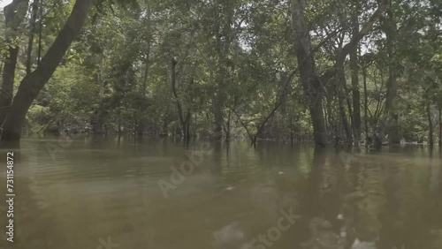 Navigating a boat in a flooded area on the Solimões River, near the town of Careiro da Varzea in the Brazilian Amazon. Surrounded by beautiful trees and vegetation, the boat trip is a tourist attracti photo