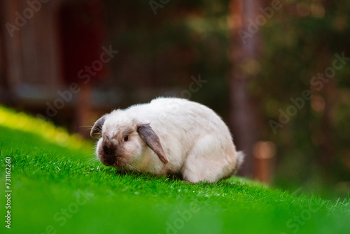 Holland Lop Rabbit as Easter Bunny on Eastern photo