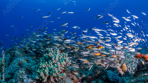 Fototapeta Naklejka Na Ścianę i Meble -  School of rcolorful fish in coral garden against blue background on a dive in Mauritius