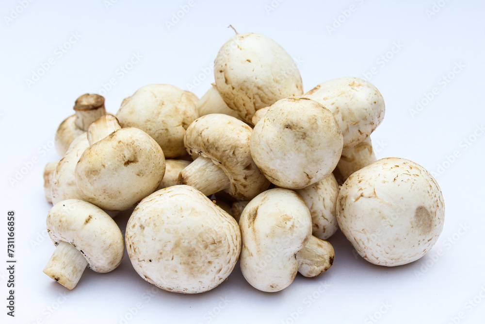White mushrooms on white background close-up view White mushrooms on white background close-up view