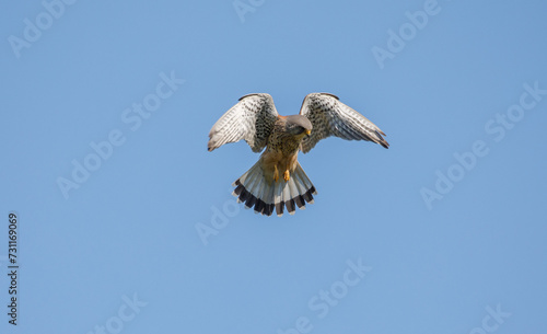 Kestrel Hovering