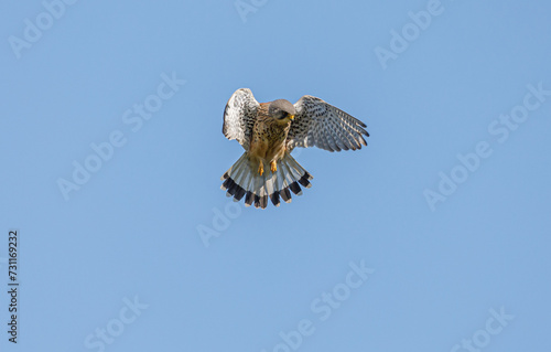 Kestrel Hovering