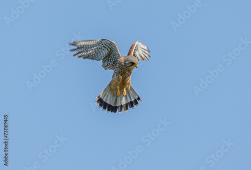 Kestrel Hovering
