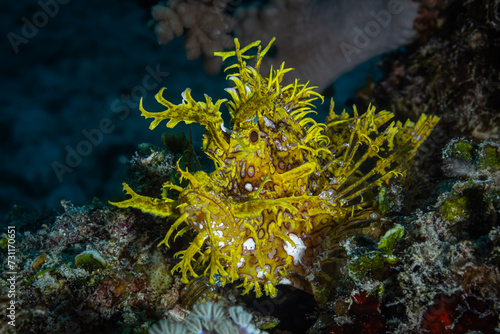 Yellow weedy scorpionfish in coral reef  photo